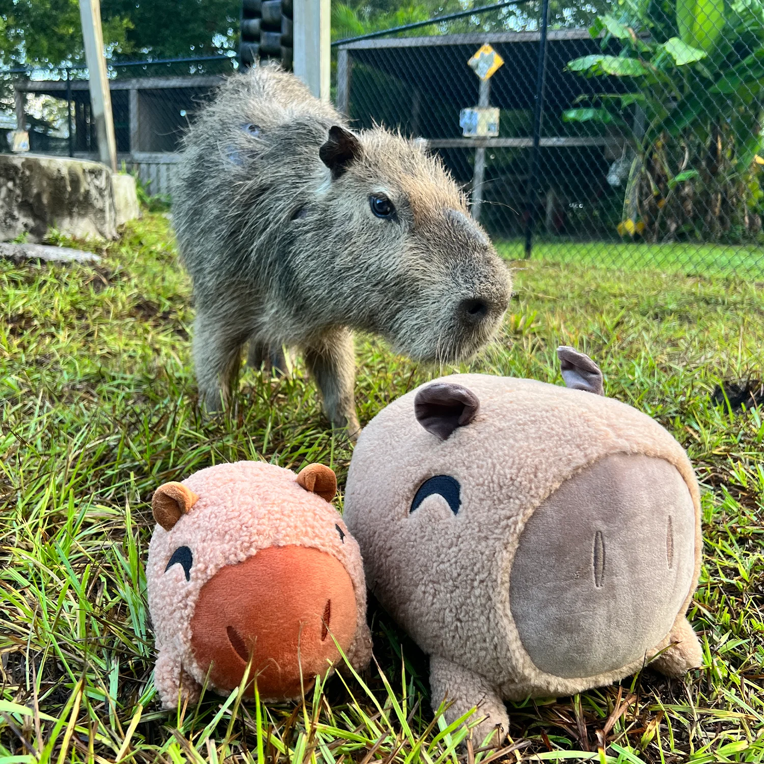 Capybara Pillow (1ft) - Image 6