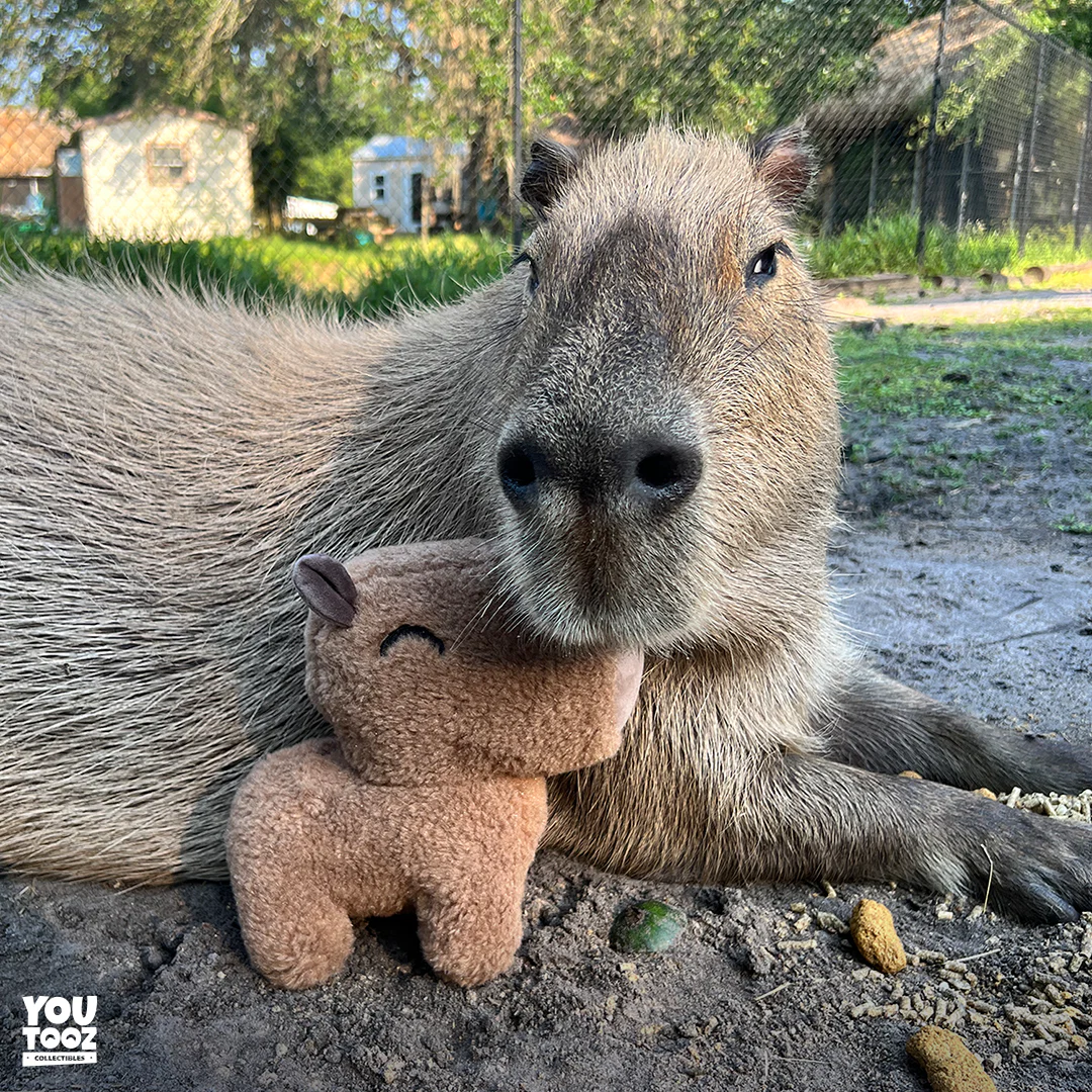 Capybara Plush (9in) - Image 3