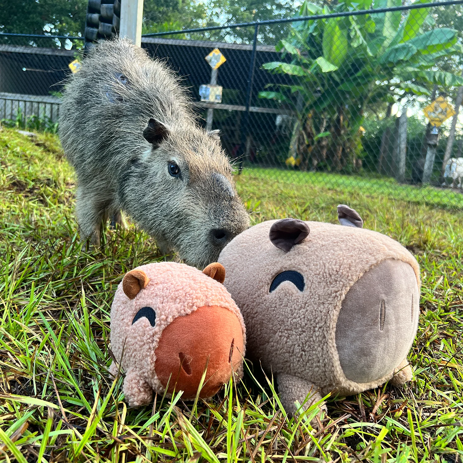 Capybara Stickie (6in) - Image 5