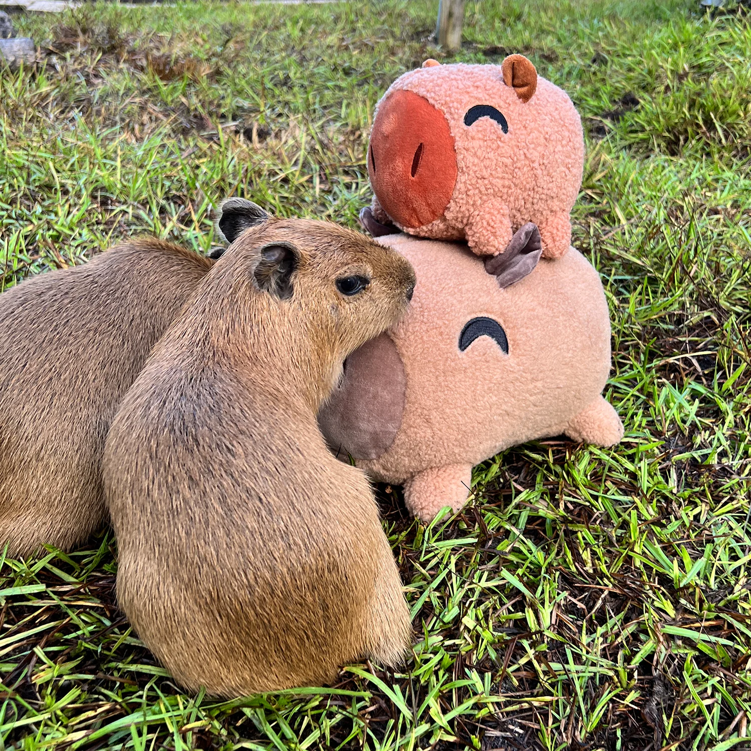 Capybara Stickie (6in) - Image 6