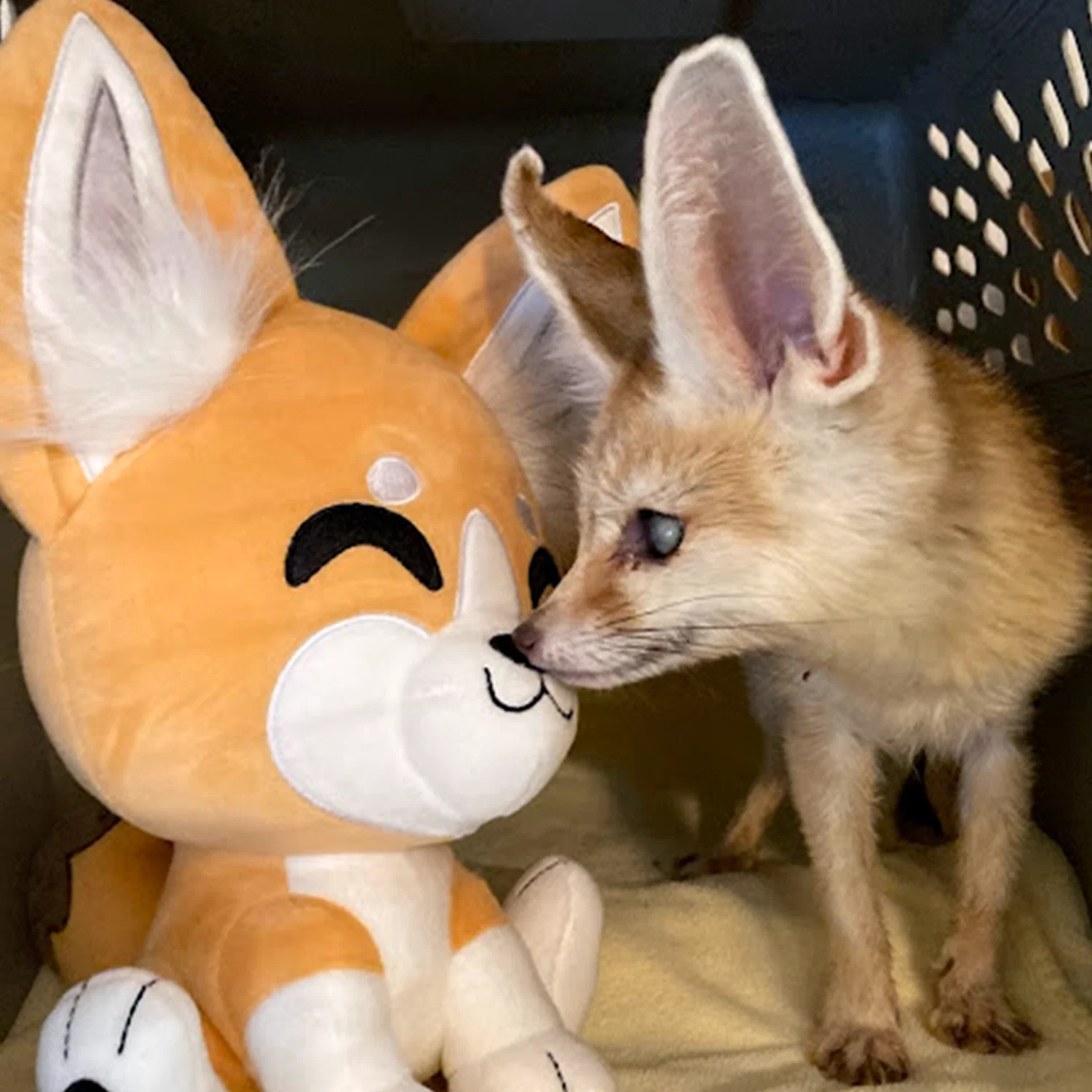 Fennec Fox Plush (9in) - Image 2